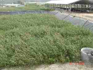  קיבוץ מעגן מיכאל-Constructed Wetlands 